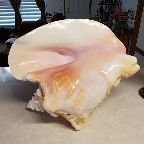 Large Size Shell Seashell Nautical Fish Tank Decoration Damaged - Picture 1 of 12